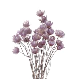 Naturlig tørret marguerit til dekoration 30-pak Lilla