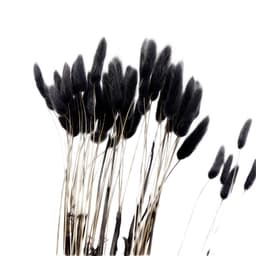 Naturlig torkad salvia för dekoration 20-pack Svart