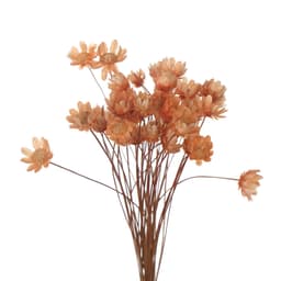 Naturlig tørret marguerit til dekoration 30-pak orange