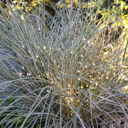 Twiggy stearinlys dekoration med spyd 2x160 lysplet