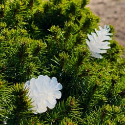 Pine 10m ljusslinga vita ljusskimrande kottar