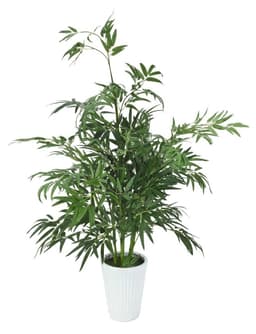 Europalms bamboo, luxor, 145cm.