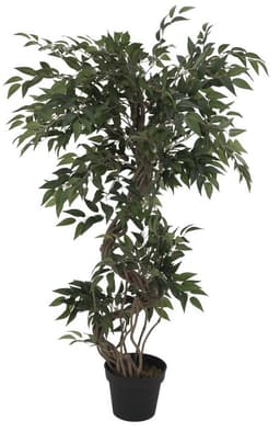 Ficus multiple spiral trunk, 130cm