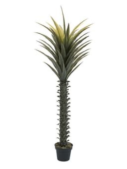 Artificial yucca palm, 165cm