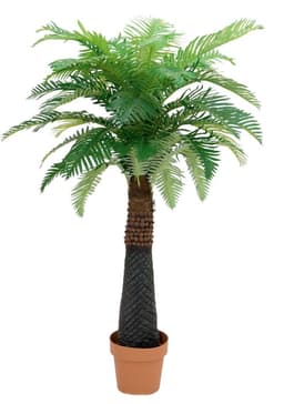 Europalms Canary Date Palme, 150 cm.