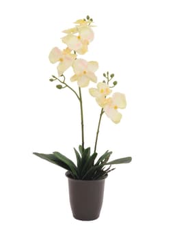 Europalms orchid, cream, 57cm