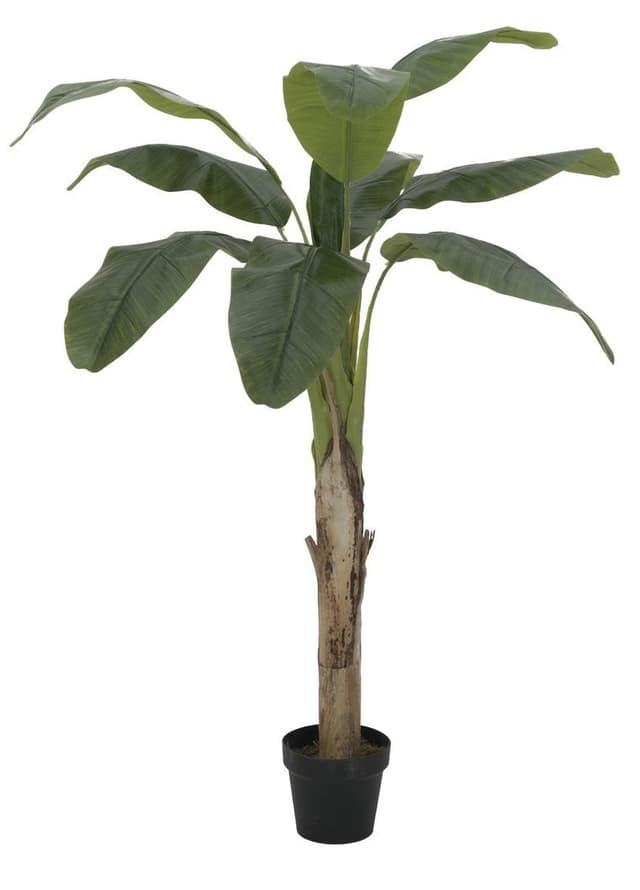Banantræ, 145 cm.