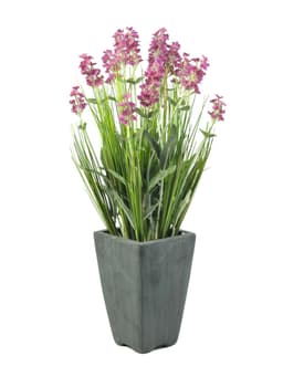 Europalms lavender, rosé in pot, 45cm