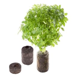 TREGREN Frøkapsler Oregano 2 stk