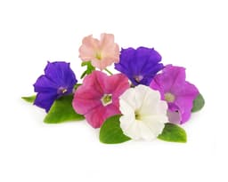 Urtepod - spiselig petunia