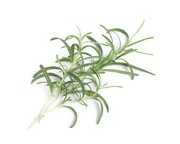 Urtepod - rosmarin