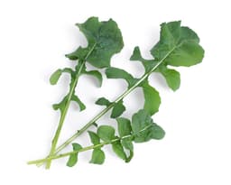 Urtepod - ruccola