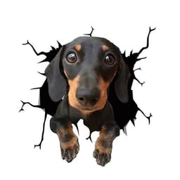 Bildekal - Hund med en söt blick