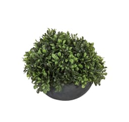 Grön växt I TRÄDGÅRD, D30xH25cm, i kruka