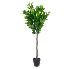 Grön växt CITRON H145cm
