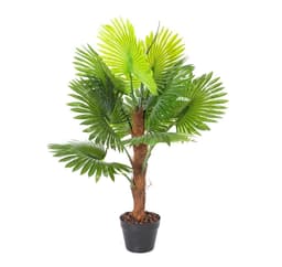 Kasvi FAN PALM H100cm