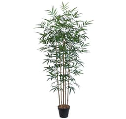 Grønn plante BAMBUS H150cm