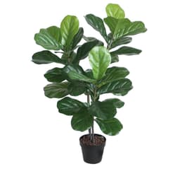 Tekopuu FIDDLE LEAF, H100cm, 2 puurunkoa, musta ruukku