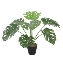 Grønn plante MONSTERA H60cm
