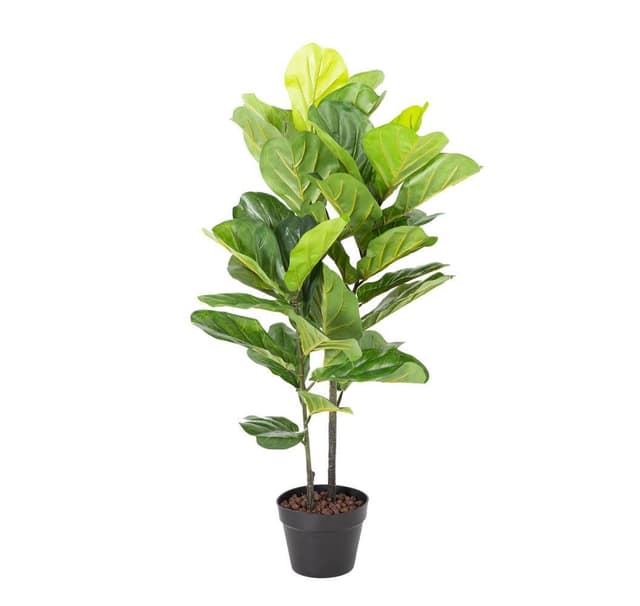 Grön växt FIDDLE LEAF H190cm - Elgiganten