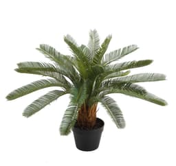 Tekokasvi CYCAS, H70cm, musta ruukku