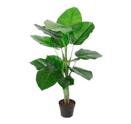 Kasvi POTHOS H90cm