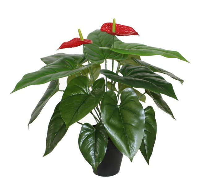 Grön växt ANTHURIUM H45cm