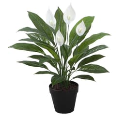 Grön växt SPATHE H60cm