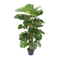 Kasvi MONSTERA H105cm