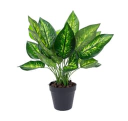 Grønn plante DIEFFENBACHIA H45cm