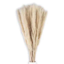 30x Pampas gress Deco plante Naturlig tørket blomst
