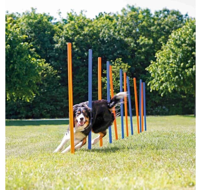 Dog Activity Agility slalom, plastik, ø 3 × 115 cm, blå/orange