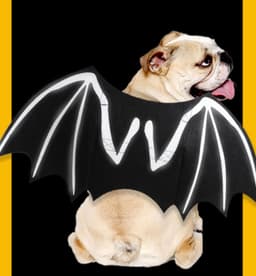 Halloween kostume Batman til hund/kat (størrelse L)