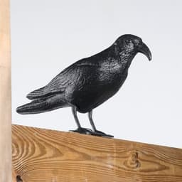 Linnunpelätin - Varis