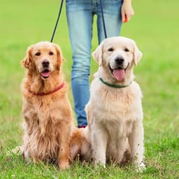 Dubbelt hundkoppel