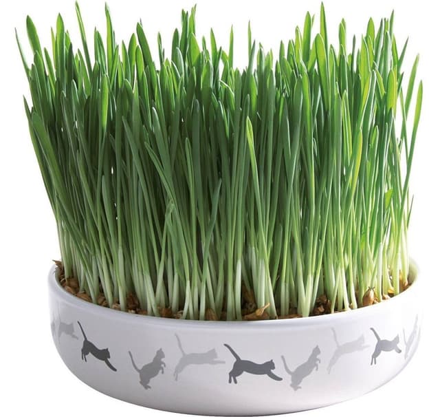 Keramikskål för kattgräs, ø 15 × 4 cm, 50 g