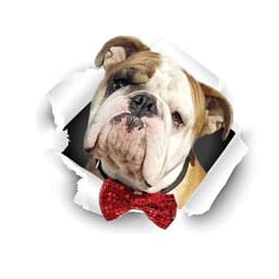 Autotarra Englanninbulldoggi