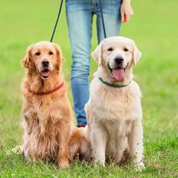 Dobbel hundesnor