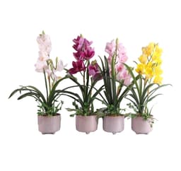 Orkidé GARDEN QUEEN H70cm, gul 1 stk.