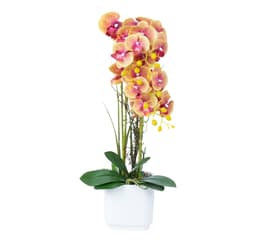 Orkidé GARDEN QUEEN H65cm, gul