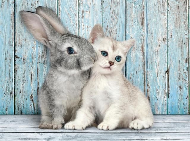 Clementoni 500 st CB High Quality Collection Cat & Bunny
