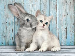 Clementoni 500 st CB High Quality Collection Cat & Bunny
