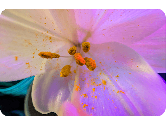 Nærbilde av en blomst tatt med Pixel 9 Pro