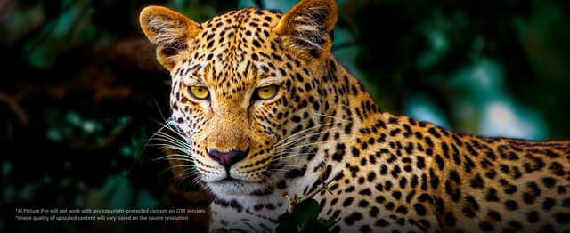 Leopard