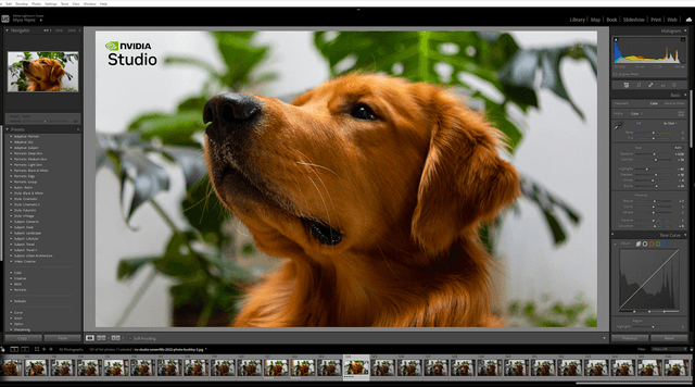 Illustration hvor et billede af en hund vises på en computerskærm og redigeres med Nvidia Studio