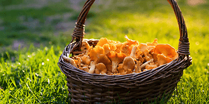 Korillinen kantarelleja nurmikolla