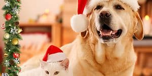 Mobile - cat & Dog Christmasd