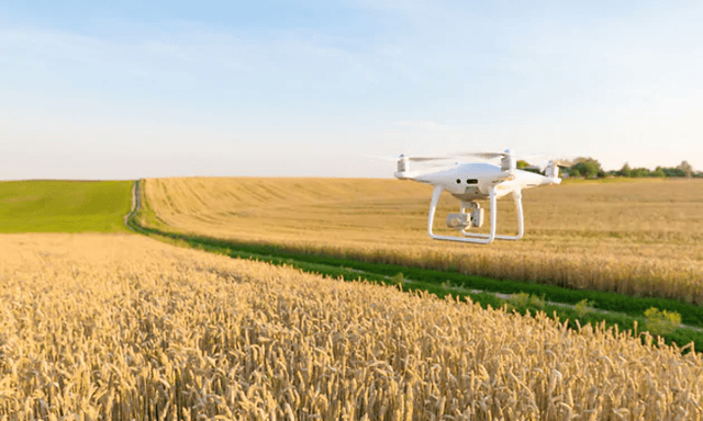 Drone lentämässä vehnäpellon yllä