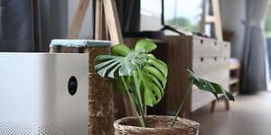 Grøn plante der står ved siden af en air-conditioner