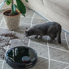 Robotdammsugare, en katt och en krukväxt med jord som har hamnat bredvid på mattan